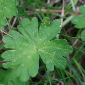 Photographie n°155477 du taxon Geranium molle L. [1753]