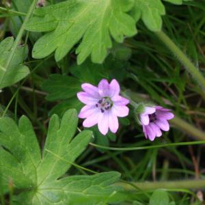 Photographie n°155479 du taxon Geranium molle L. [1753]