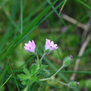 Photographie n°155481 du taxon Geranium molle L. [1753]