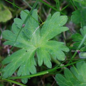 Photographie n°155484 du taxon Geranium molle L. [1753]