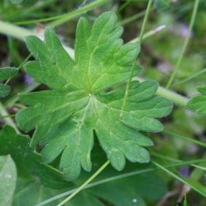 Photographie n°155485 du taxon Geranium molle L. [1753]