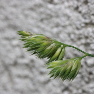 Photographie n°155488 du taxon Dactylis glomerata L. [1753]