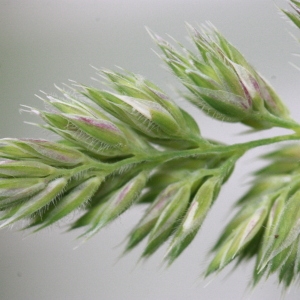 Photographie n°155498 du taxon Dactylis glomerata L. [1753]