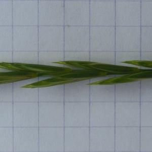 Photographie n°155510 du taxon Agropyron repens (L.) P.Beauv.