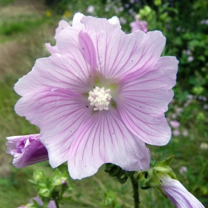 Photographie n°155540 du taxon Malva alcea L. [1753]