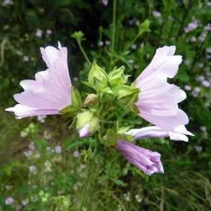 Photographie n°155541 du taxon Malva alcea L. [1753]