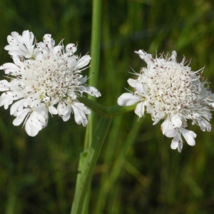 Photographie n°155548 du taxon Oenanthe fistulosa L. [1753]