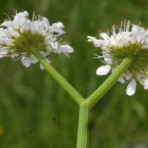 Photographie n°155549 du taxon Oenanthe fistulosa L. [1753]