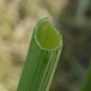 Photographie n°155550 du taxon Oenanthe fistulosa L. [1753]