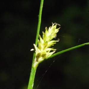 - Carex remota L. [1755]