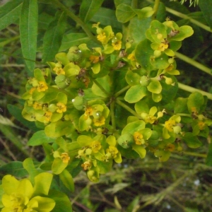 Photographie n°155558 du taxon Euphorbia palustris L. [1753]