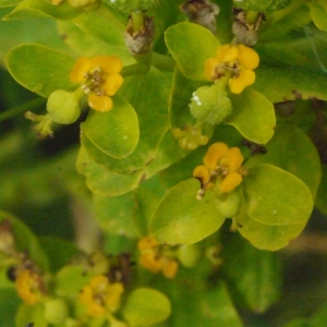 Tithymalus paluster (L.) Hill (Euphorbe des marais)