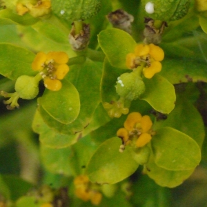 Photographie n°155560 du taxon Euphorbia palustris L. [1753]