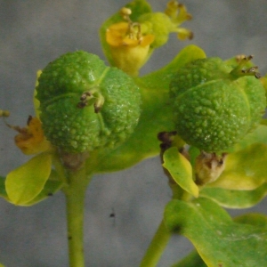 Photographie n°155561 du taxon Euphorbia palustris L. [1753]