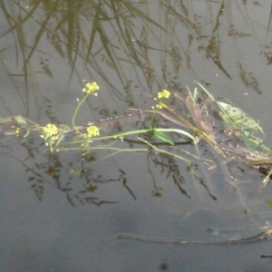 Photographie n°155591 du taxon Rorippa amphibia (L.) Besser [1821]