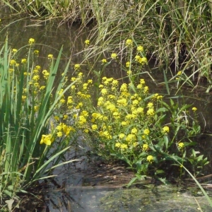 Photographie n°155592 du taxon Rorippa amphibia (L.) Besser [1821]