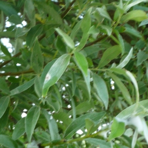 Photographie n°155593 du taxon Salix alba L. [1753]