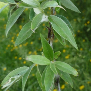 Photographie n°155594 du taxon Salix alba L. [1753]