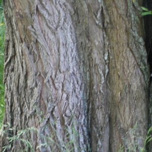 Photographie n°155595 du taxon Salix alba L. [1753]
