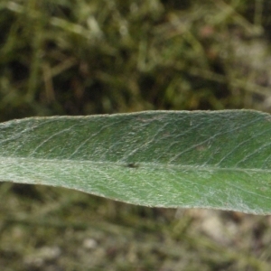 Photographie n°155596 du taxon Salix alba L. [1753]