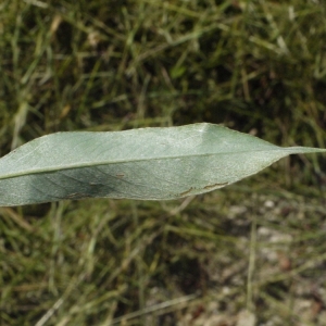 Photographie n°155597 du taxon Salix alba L. [1753]