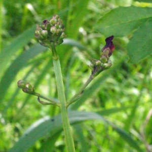 Photographie n°155599 du taxon Scrophularia umbrosa Dumort. [1827]