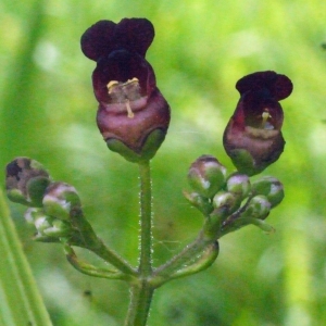 Scrophularia umbrosa Dumort. (Scrofulaire de l'ombre)