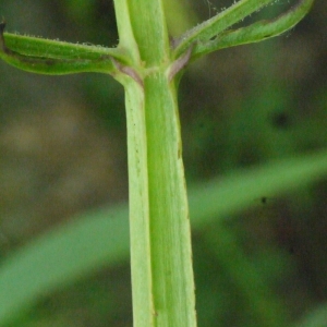  - Scrophularia umbrosa Dumort. [1827]