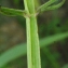  Liliane Roubaudi - Scrophularia umbrosa Dumort. [1827]