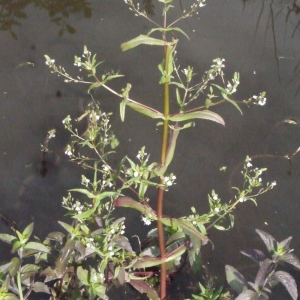 Photographie n°155604 du taxon Veronica anagallis-aquatica subsp. aquatica Nyman [1890]