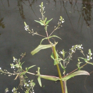  - Veronica anagallis-aquatica subsp. aquatica Nyman [1890]