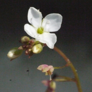 Photographie n°155609 du taxon Veronica scutellata L. [1753]