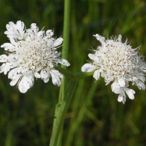 Oenanthe fistulosa L. (Oenanthe fistuleuse)