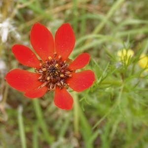 Photographie n°155633 du taxon Adonis annua L. [1753]