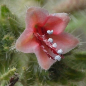 Photographie n°155655 du taxon Echium asperrimum Lam. [1792]