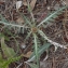  Liliane Roubaudi - Rhaponticum coniferum (L.) Greuter [2003]