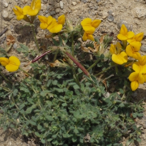 Photographie n°155663 du taxon Lotus angustissimus subsp. hispidus (Desf. ex DC.) Bonnier & Layens [1894]