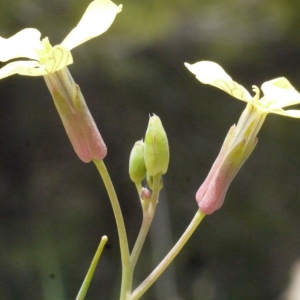 Photographie n°155688 du taxon Raphanus raphanistrum L. [1753]