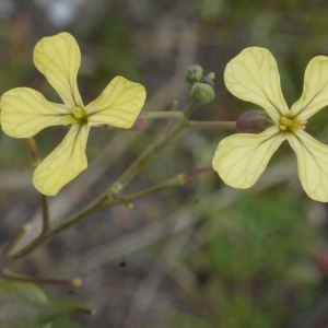 Photographie n°155690 du taxon Raphanus raphanistrum L. [1753]