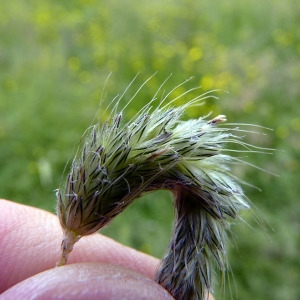 Photographie n°155715 du taxon Alopecurus pratensis L. [1753]