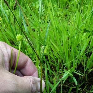 Photographie n°155725 du taxon Carex hirta L. [1753]