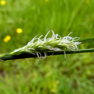 Photographie n°155726 du taxon Carex hirta L. [1753]