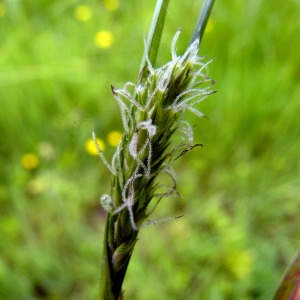 Photographie n°155728 du taxon Carex hirta L. [1753]