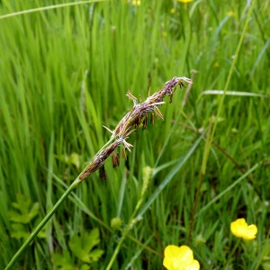 Photographie n°155734 du taxon Carex hirta L. [1753]