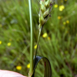 Photographie n°155740 du taxon Carex hirta L. [1753]