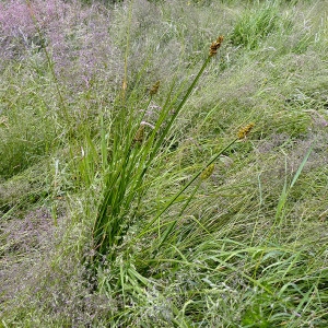 Photographie n°155741 du taxon Carex vulpina L. [1753]