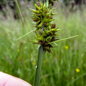 Photographie n°155746 du taxon Carex vulpina L. [1753]