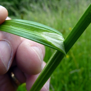  - Carex vulpina L. [1753]