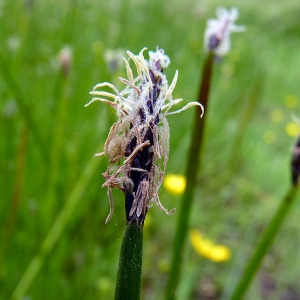 Photographie n°155754 du taxon Eleocharis palustris (L.) Roem. & Schult. [1817]