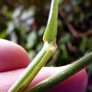 Photographie n°155755 du taxon Holcus lanatus L. [1753]